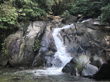 ormanda bitki örtüsü ve nehre geçen kayalar arasında küçük bir şelale