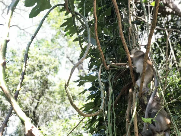 Makaken sitzen an einem sonnigen Tag auf einem Ast im Dschungel an einem einzigartigen senkrechten Felsen — Stockfoto