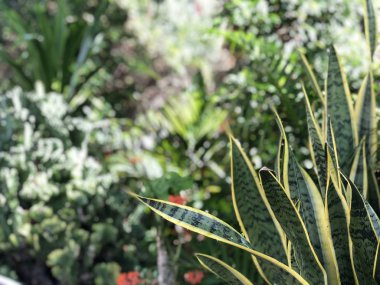 Bizim her zamanki ev çiçekleri Tayland vahşi büyüyen bitkiler, Phuket bir bahçe