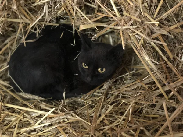 Black cat sleeping in a ball of straw, he was awakened — Stock Photo, Image