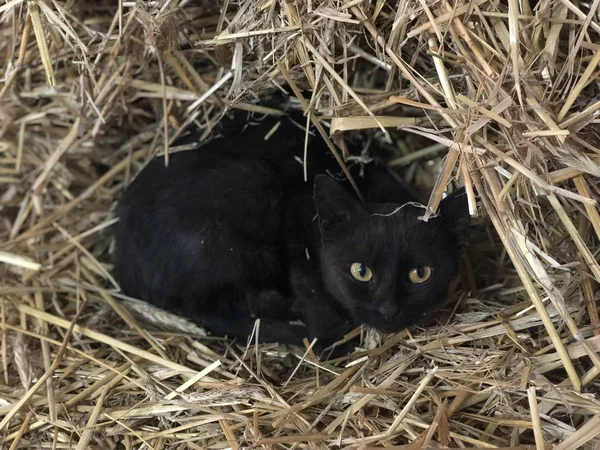 Black cat sleeping in a ball of straw, he was awakened — Stock Photo, Image