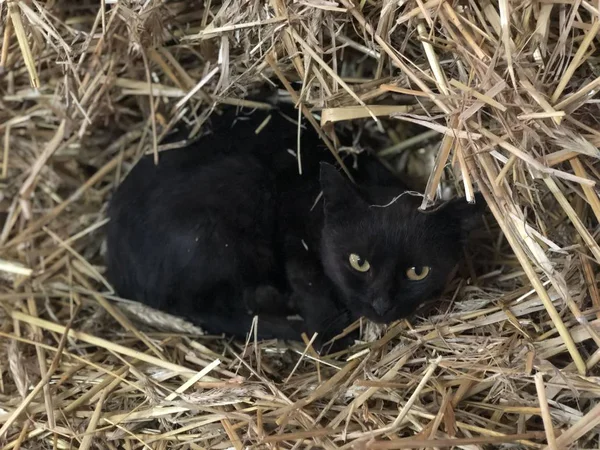 Black cat sleeping in a ball of straw, he was awakened — Stock Photo, Image