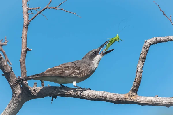 Grey Kingbird Pássaro Comendo Gafanhoto Ramo Guadalupe — Fotografia de Stock