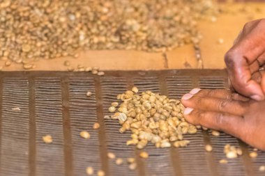     Kahve çekirdekleri bir kahve plantasyon Sao Tome ve Principe içinde Yayınlanan 