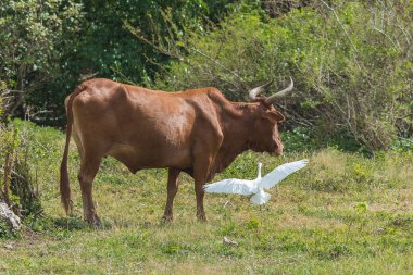 Kahverengi inek bir alanda ile Batı sığır balıkçıl güzel beyaz kuş uçan ayakta