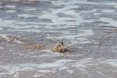     Küçük yengeç shore, akış ve ebb deniz, Guadeloupe 