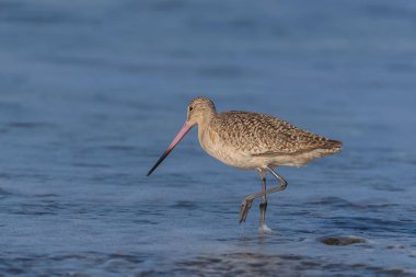     Mermer çulluğu, Limosa fedoa, bir California sahil kıyısında kuş 