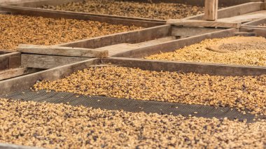     Kahve çekirdekleri bir kahve plantasyon Sao Tome ve Principe içinde Yayınlanan 