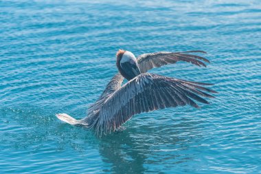Pelikan kuşu su yüzeyine iniş