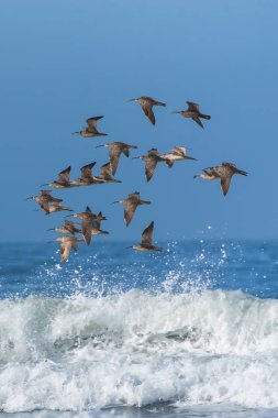     Uzun gagalı kocagöz, Numenius americanus, uçan kuşlar