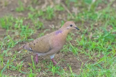     Avrasya yakalı güvercin, kumsalda yürüyüş kuş 