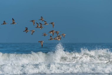     Uzun gagalı kocagöz, Numenius americanus, uçan kuşlar