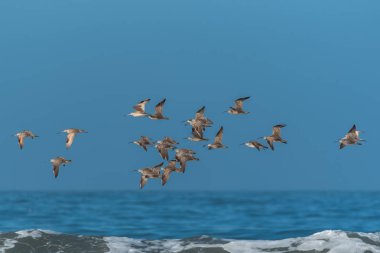     Uzun gagalı kocagöz, Numenius americanus, uçan kuşlar