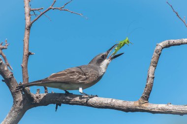 Gri Kingbird, bir çekirge bir şube, Guadeloupe yemek kuş