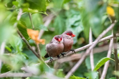 Ortak Waxbill, Estrilda astrid, Sao Tome ve Principe içinde iki tropikal kuşlar kırmızı gagası ile Afrika kuşları