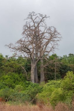 Sao Tome Baobab Ağacı