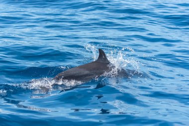     Benekli yunusu, mavi denize atlama yunus Pan tropikal 