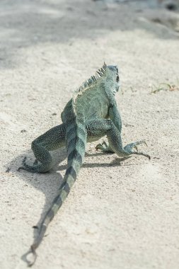 Arkadan Görünüş yürüme iguana, kertenkele predator, yeşil iguana