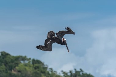 Siyah Pelikan kuş uçan 