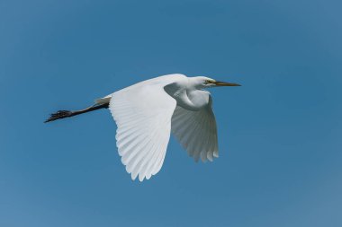 Büyük ak balıkçıl, mavi gökyüzünde uçan Ardea alba beyaz kuş  