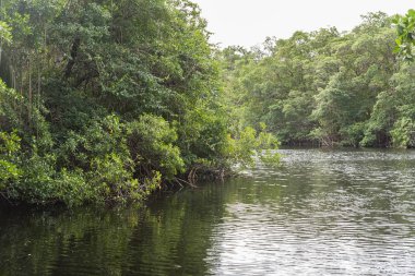 Mangrov bataklık, Guadeloupe, mangrov ağaçlarıyla vahşi doğa çamura