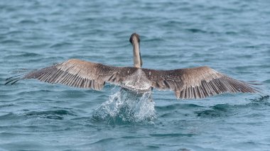Pelikan kuşu su yüzeyine iniş