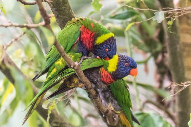     Gökkuşağı lori, güzel papağan  