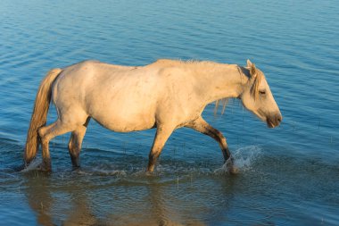     Güzel beyaz atlar ve ışık akşam suda yürüme foals 