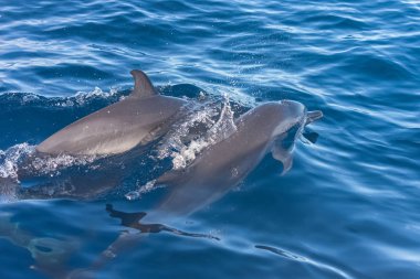     Benekli yunusu, mavi denizde yüzme yunus Pan tropikal 