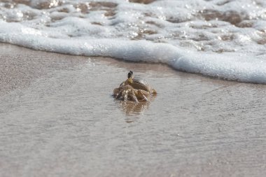     Küçük yengeç shore, akış ve ebb deniz, Guadeloupe 