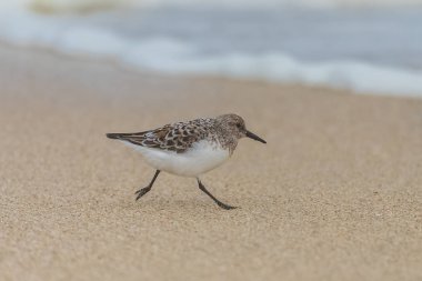     Calidris Alba, Sanderling, kuş yemi, gagası kuma yapışmış. 
