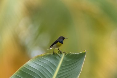      Newton'ın sunbird, Sao Tome ve Principe, hibiscus çiçek nektarı yemek güzel kuş 
