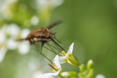 Böcek ilkbaharda çiçek nektarı yeme