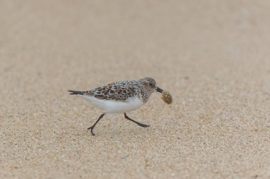     Calidris Alba, Sanderling, kuş yemi, gagası kuma yapışmış. 