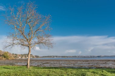 Brittany, panorama düşük tide Beach, ağaç sahilde Morbihan Körfezi 