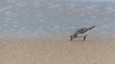     Calidris Alba, Sanderling, kuş yemi, gagası kuma yapışmış. 