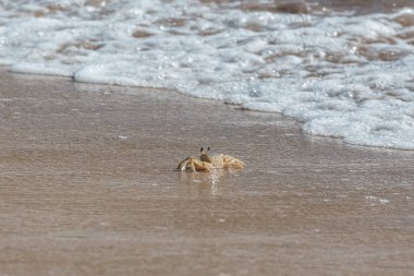     Küçük yengeç shore, akış ve ebb deniz, Guadeloupe 
