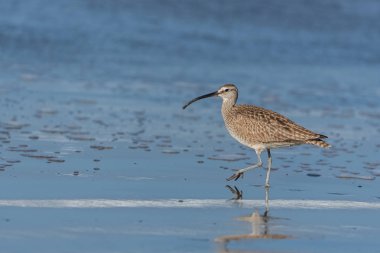     Kocagöz, uzun gagalı Numenius americanus, sahilde yürüyen kuş 