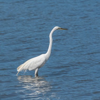 Büyük ak balıkçıl, suda ayakta Ardea alba beyaz kuş 