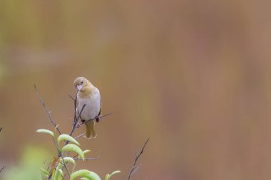 Principe Seedeater, Sao Tome ve Principe, ciddi rufobrunneus thomensis endemik kuş