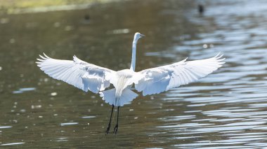 Büyük ak balıkçıl, gölet üzerinde uçan Ardea alba beyaz kuş 