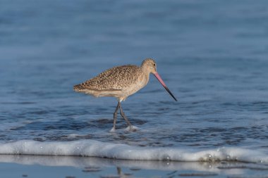     Mermer çulluğu, Limosa fedoa, bir California sahil kıyısında kuş 