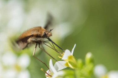 Böcek ilkbaharda çiçek nektarı yeme