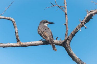     Gri Kingbird, Guadeloupe bir şube kuş tünemiş 