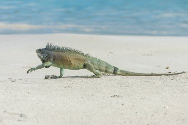 iguana kertenkele predator kumsalı, yeşil iguana yürüme üzerinde 