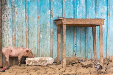 Sao Tome ve Principe bir kulübede önünde küçük domuz domesticates