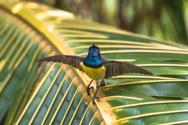 Pássaro Sol Newton Lindo Pássaro São Tomé Príncipe Comendo Néctar — Fotografia de Stock