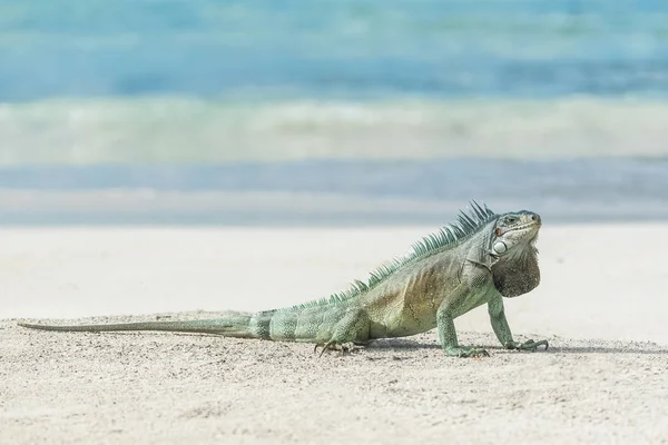 砂浜のビーチ 緑のイグアナの歩行に関するイグアナ トカゲ プレデター — ストック写真