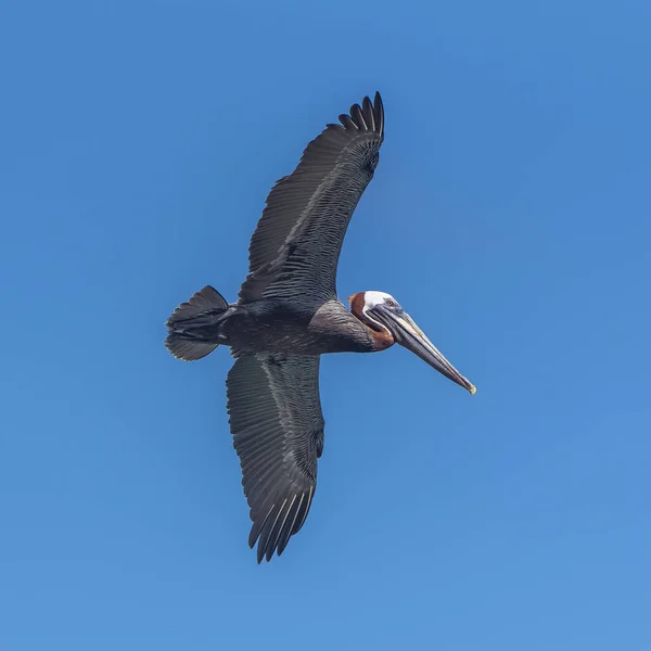 Pássaro Pelicano Voador Céu Azul — Fotografia de Stock