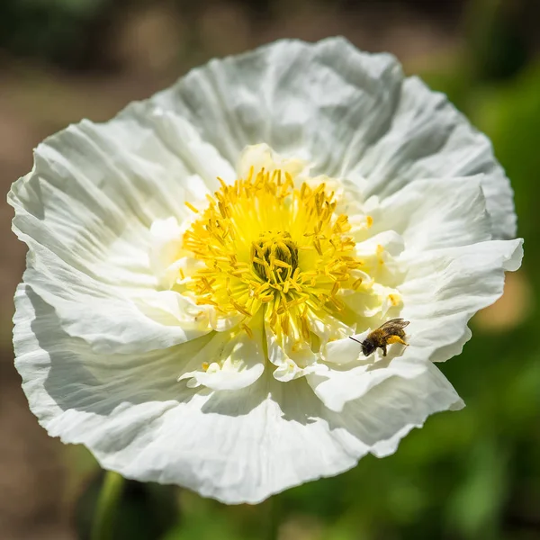Heart of white poppy, with a bee on the flower